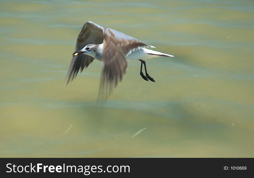 Seagull flying on the river in Rio Lagartos, Mexico