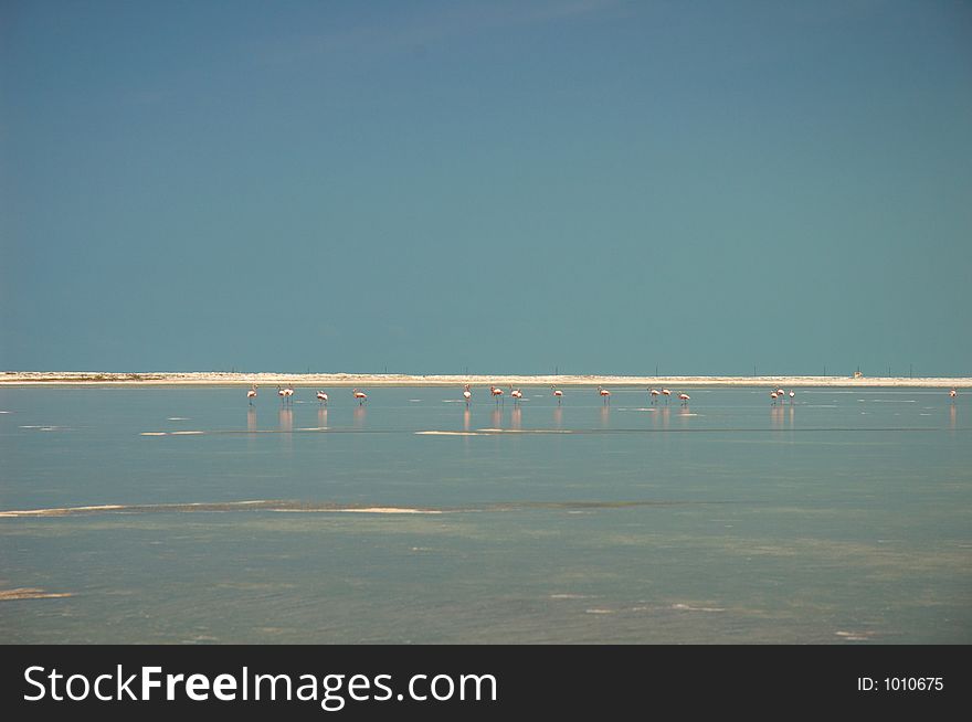 Flamingos in the river in Rio Lagartos, Mexico