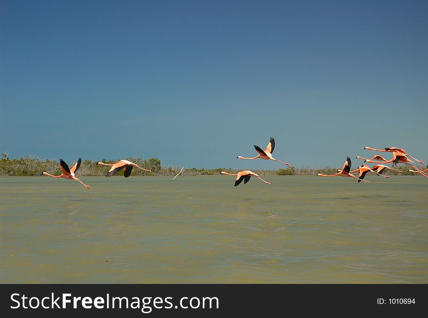 Flamingos flying on the river in Rio Lagartos, Mexico