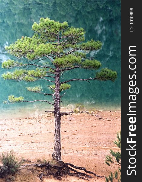 A small pine tree standing apart from the rest near the shore of an artificial lake. A small pine tree standing apart from the rest near the shore of an artificial lake.