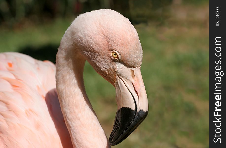 Head and beak close up of a pale pink flamingo