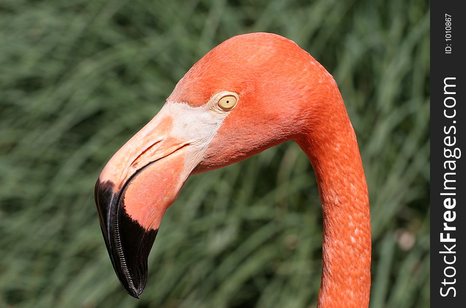 Head and beak close up of a orange/pink flamingo. Head and beak close up of a orange/pink flamingo