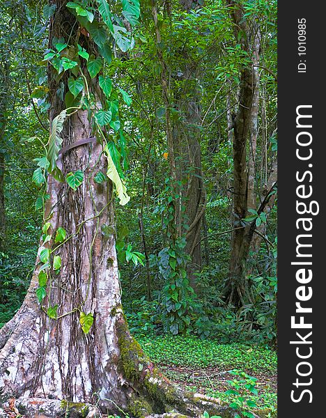 Big tree in Yaxchilan archeological site, Chiapas, Mexico