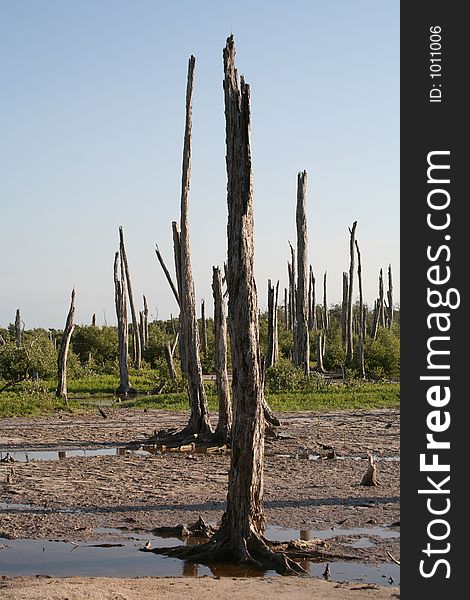 Ruined forest, damaged by salty water