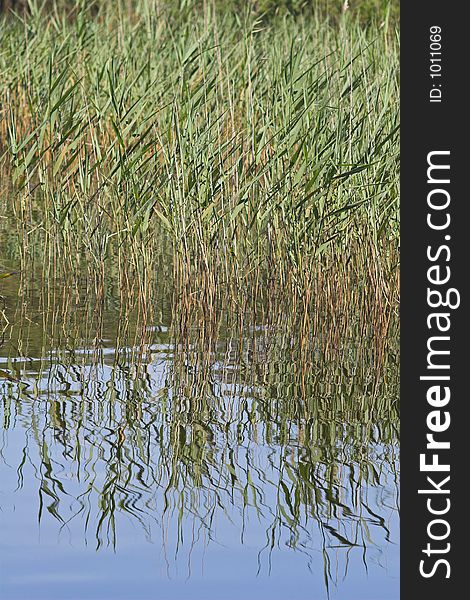 Close-up of river reeds and reflections. Close-up of river reeds and reflections