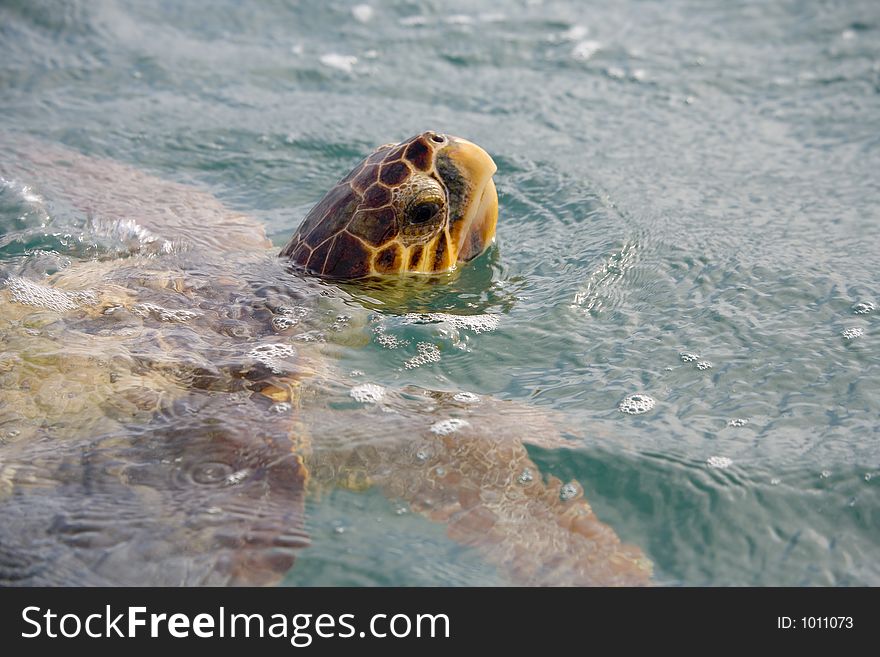 Swimming tortoise in ocean