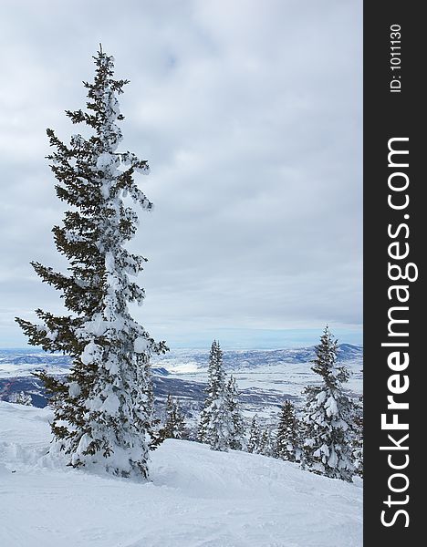 Pine trees with snow in Steamboat Springs, colorado, Usa