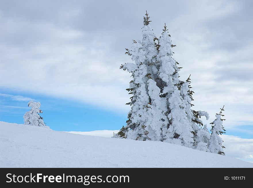 Pine trees with snow in Steamboat Springs, colorado, Usa