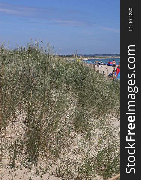 Sand dunes and grasses with beach in background. Sand dunes and grasses with beach in background