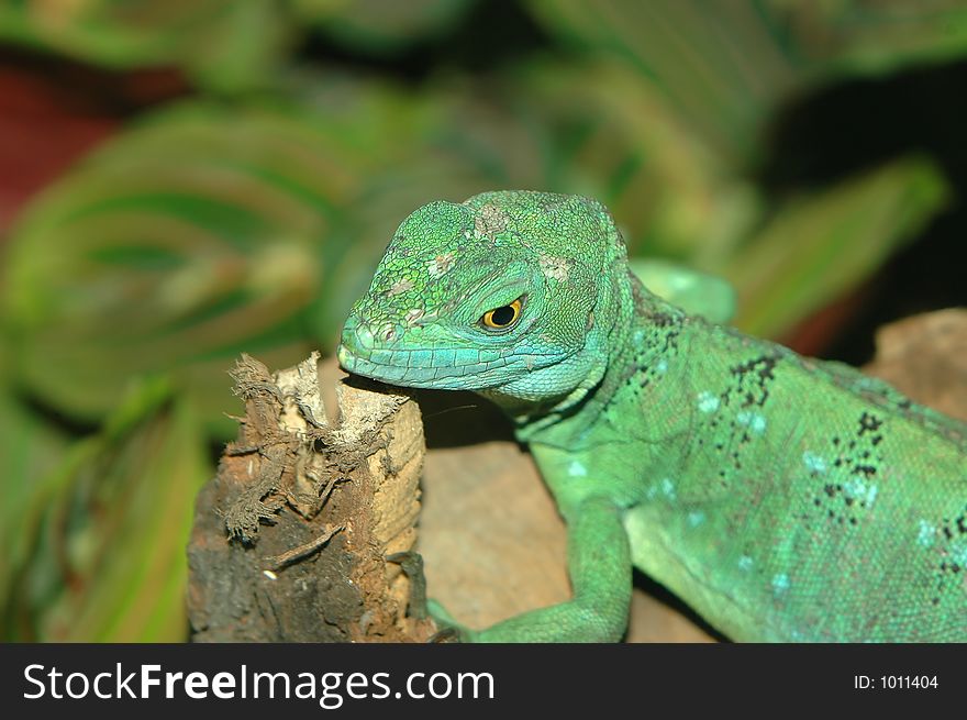 Water dragon close-up