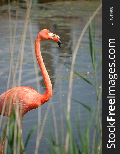 Pink flamingo in water close-up. Pink flamingo in water close-up