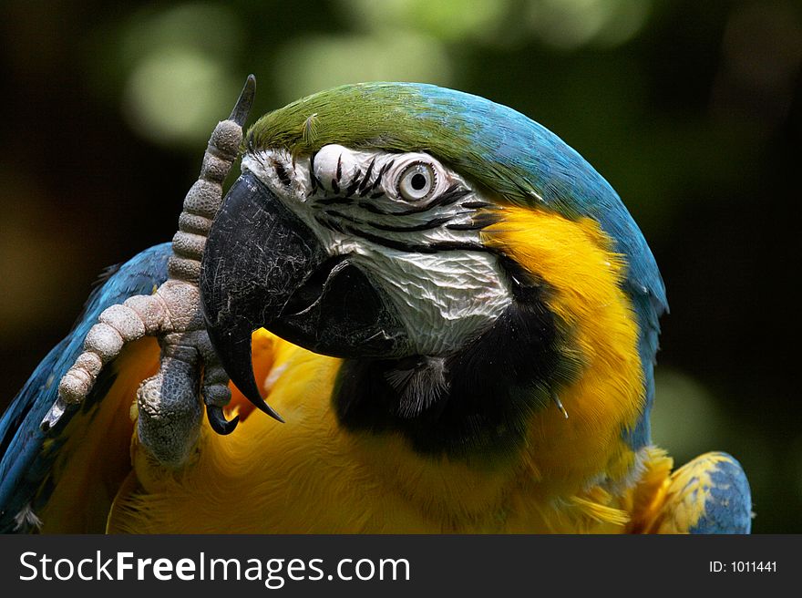 Blue and gold macaw, ara ararauna scratching