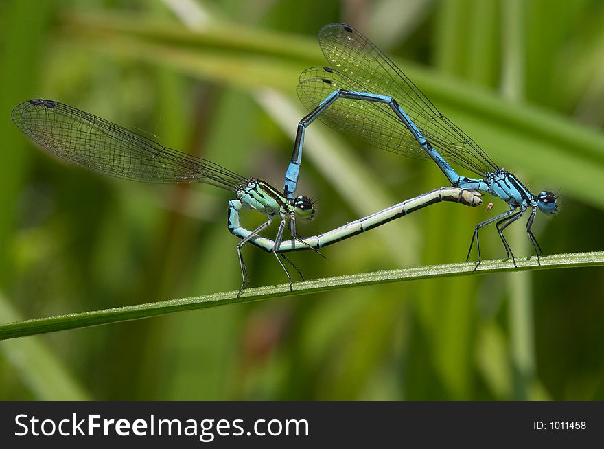 Azure damselflies