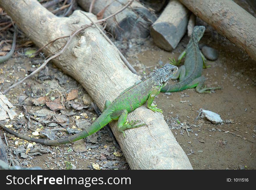 Close-up of Iguanas in Mexico