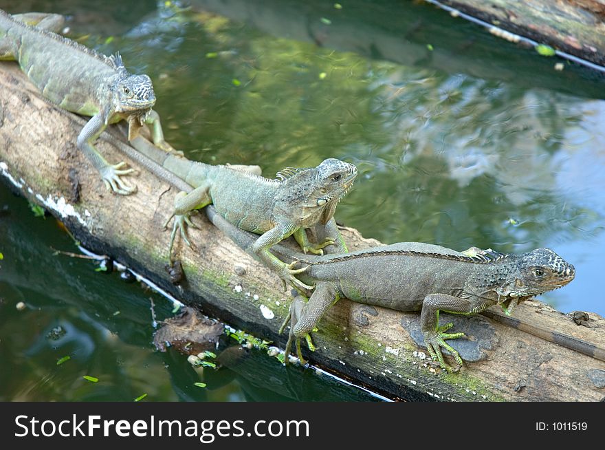 Close-up of iguanas in Mexico