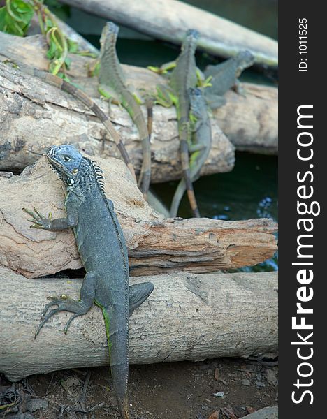 Close-up of iguanas in Mexico