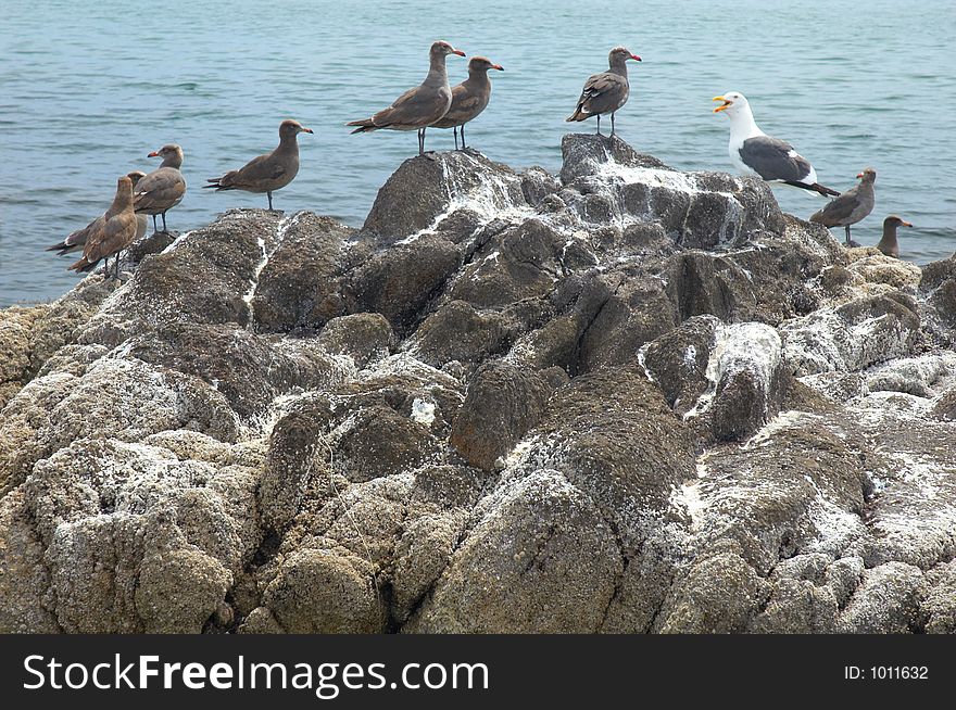 Seagulls in Muleje, Baja California, Mexico
