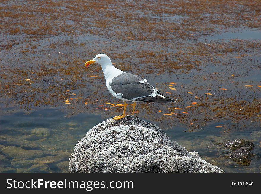 Seagull in Muleje, Baja California, Mexico