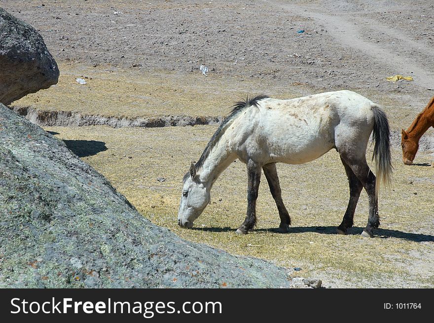 Two horses in north Mexico