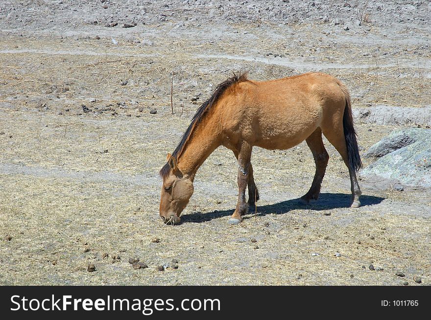 Brown horse in north Mexico