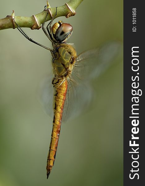 Dragonfly Close-up