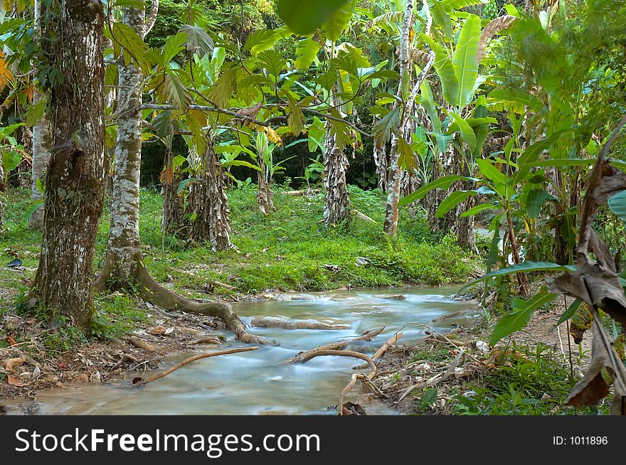 Banana trees at Agua Azul waterfalls, Chiapas, Mexico