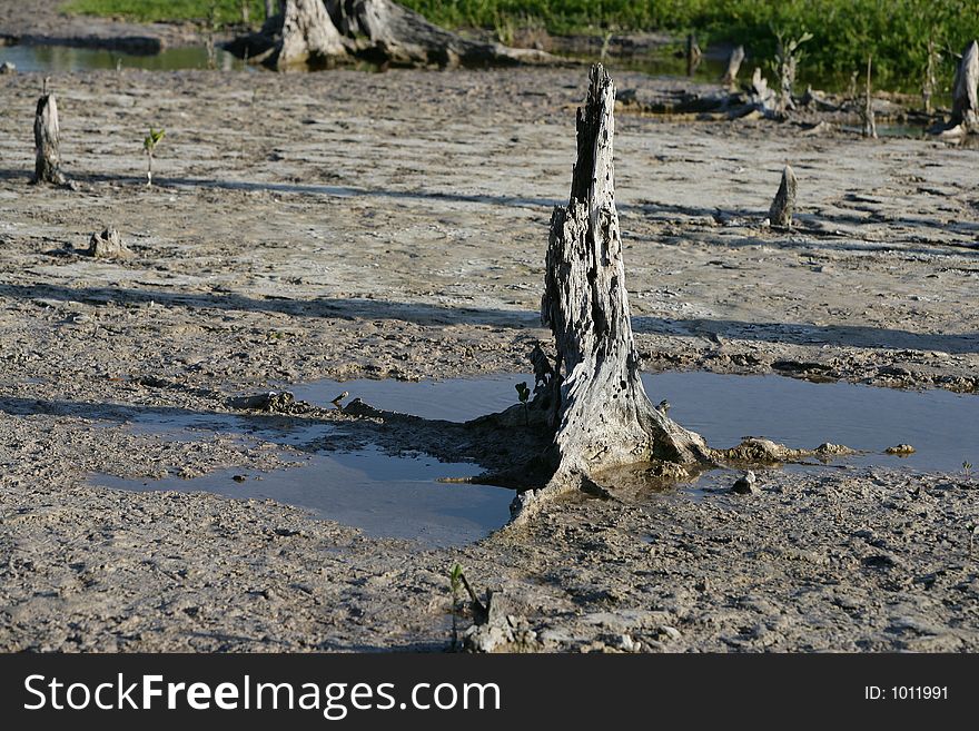 Ruined forest, damaged by salty water