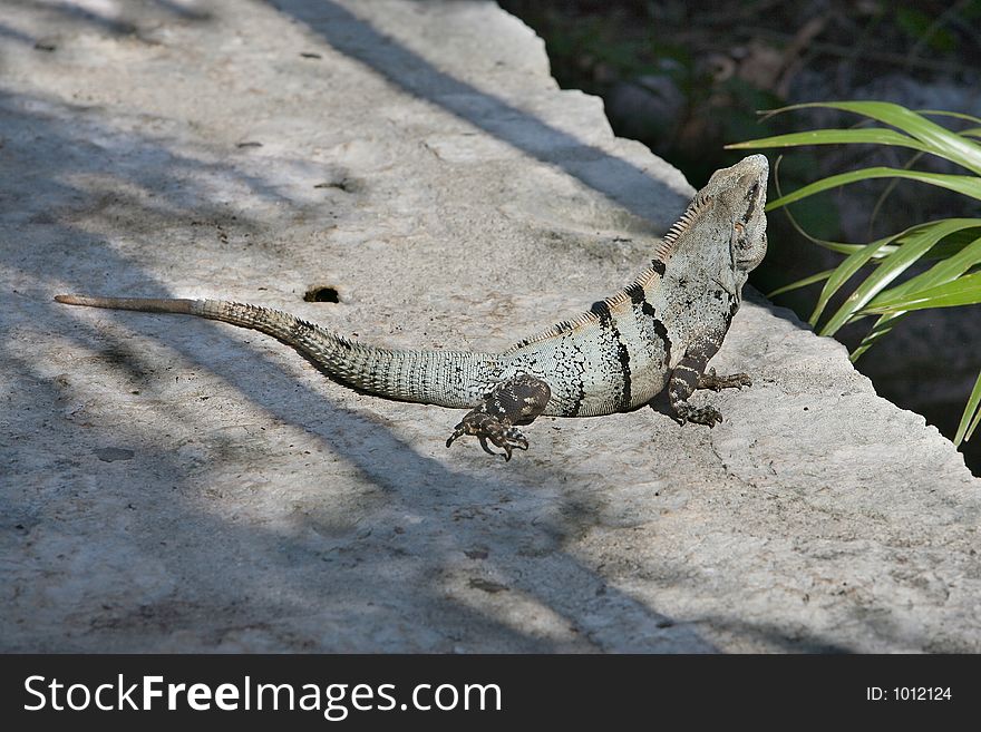 Lizard on the rock