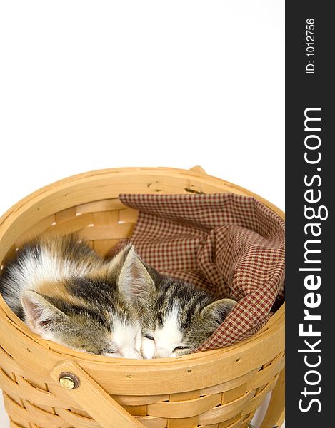 Kittens sleeping in a basket on a white background