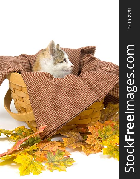 Kittens In A Basket With Fall Leaves