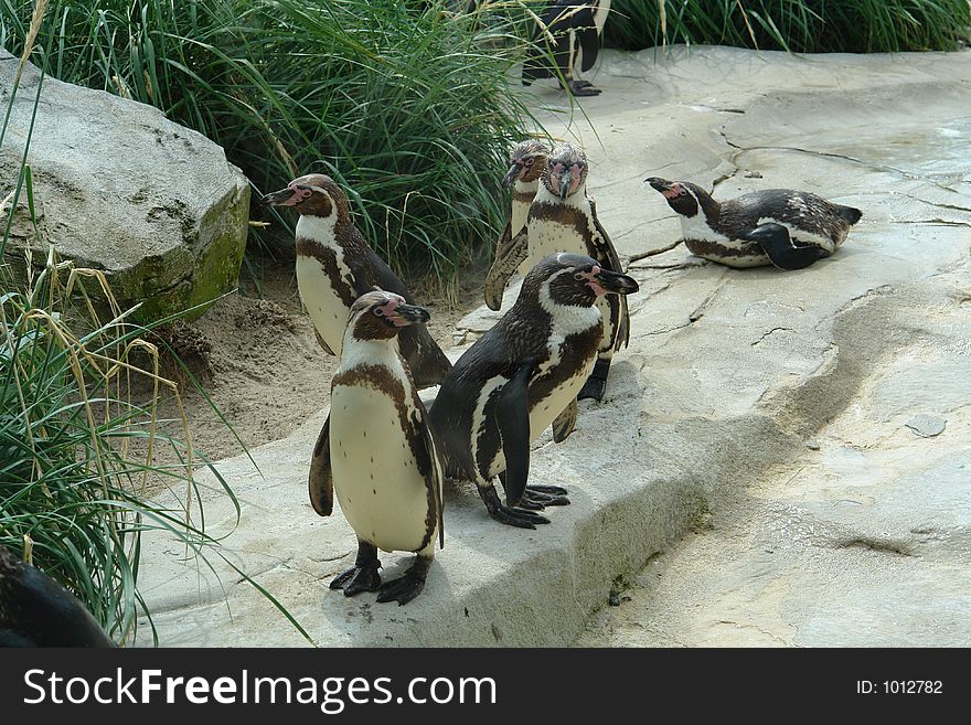 Penguins at Bremerhaven Zoo