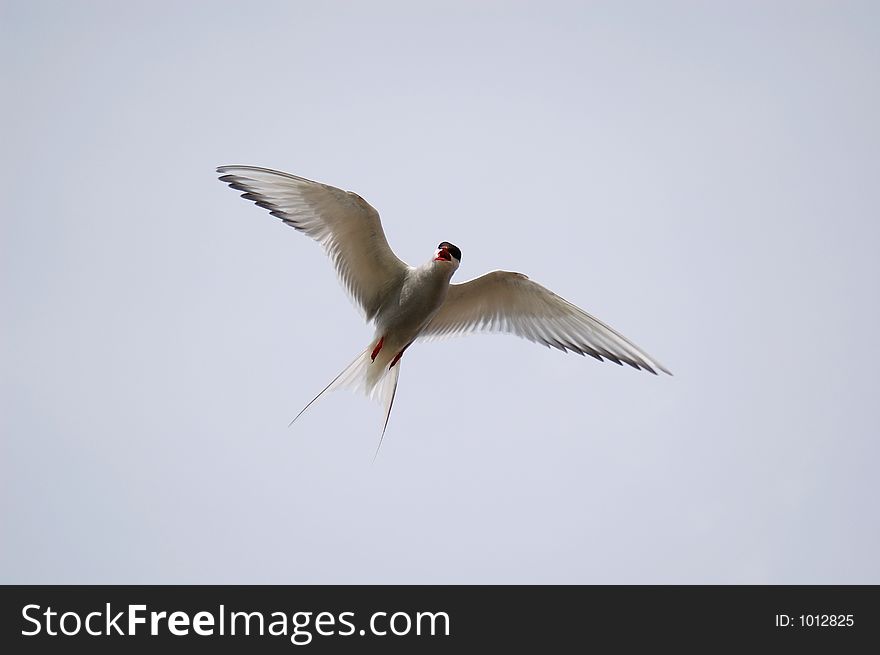Arctic Tern or Tirrick screaming to defend its nesting area