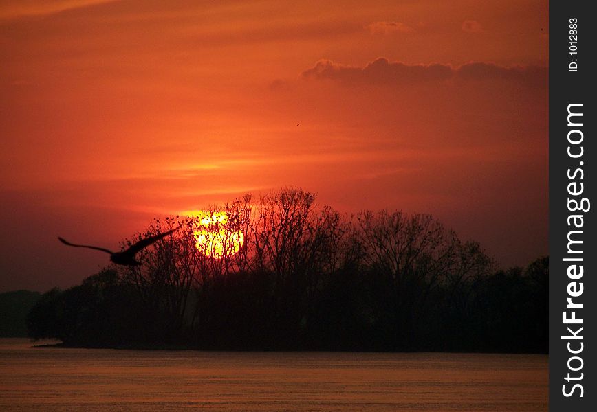 Seagull flying over a red hot sunset.