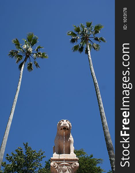 A Lion And Two Palm Trees