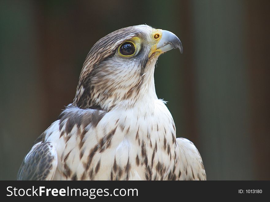 Hawk close up