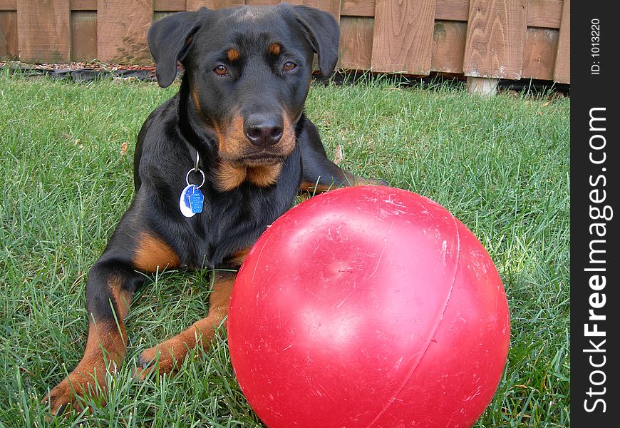 Dog and Big Ball