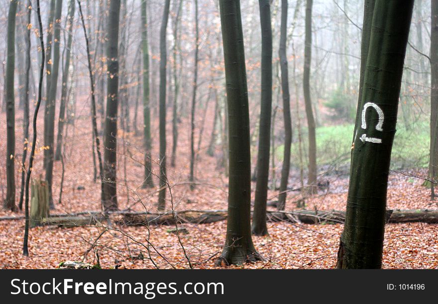 Trees And Forest