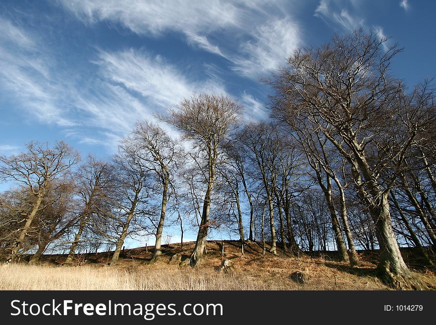 Trees and forest