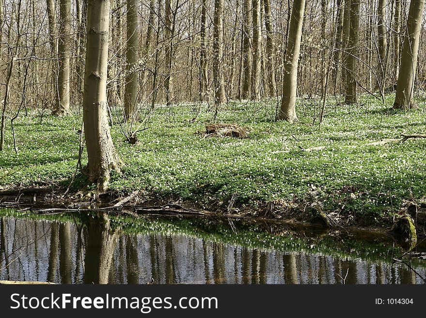 Trees and forest