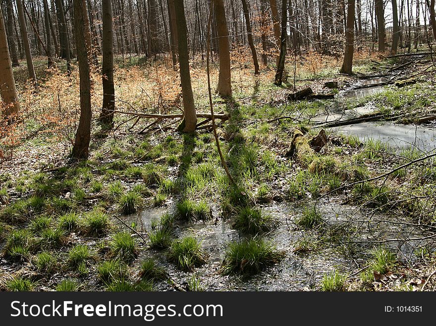 Trees And Forest Autumn