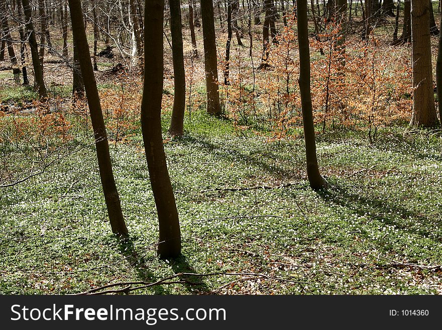 Trees And Forest