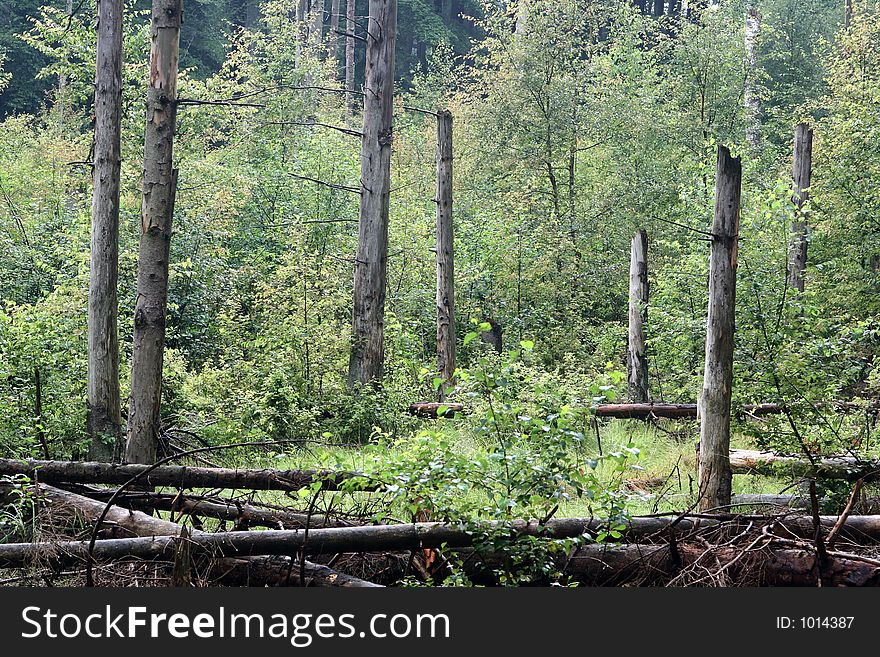 Forest , trees and leaves in spring. Forest , trees and leaves in spring