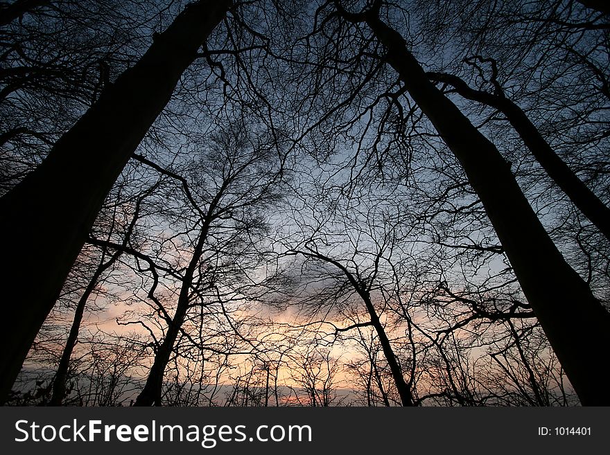 Trees and forest