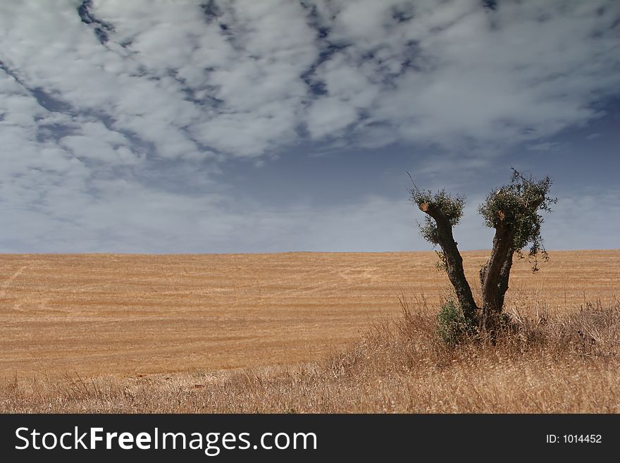 Field landscape with tree