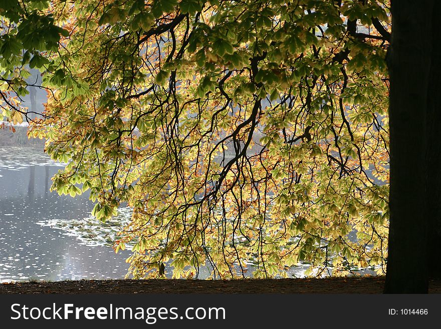 Forest , trees and leaves in autumn. Forest , trees and leaves in autumn