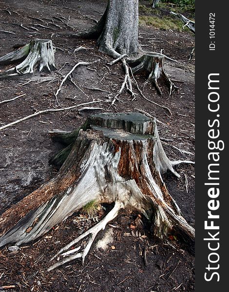 Forest , trees and trunk in autumn. Forest , trees and trunk in autumn