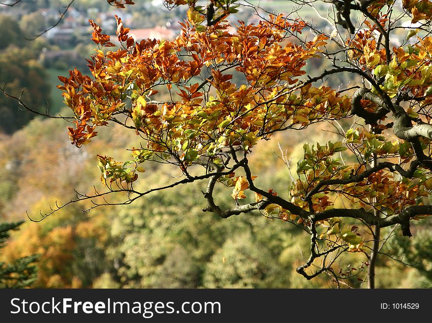 Forest , trees and leaves in autumn. Forest , trees and leaves in autumn