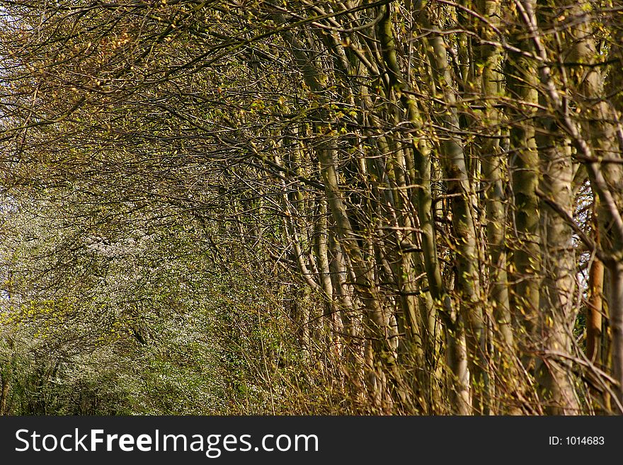 Trees And Trunk An Roots