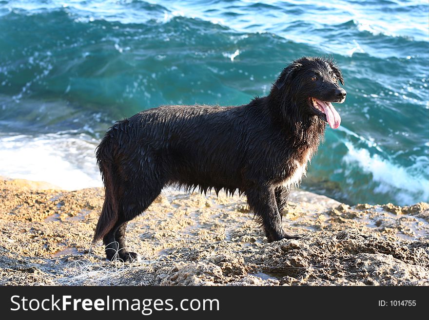 A wet sheepdog after playing in the sea. A wet sheepdog after playing in the sea