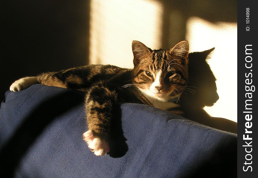 This cat basks in the sunlight. This cat basks in the sunlight